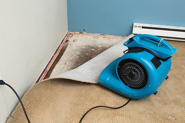 Best Mold removal after water damage  in Guntersville, AL